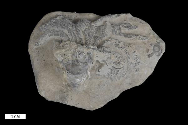 Corocrinus calypso