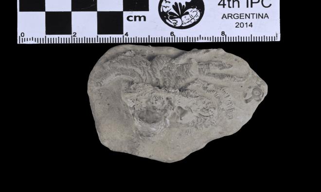 Corocrinus calypso (Hall 1862) image