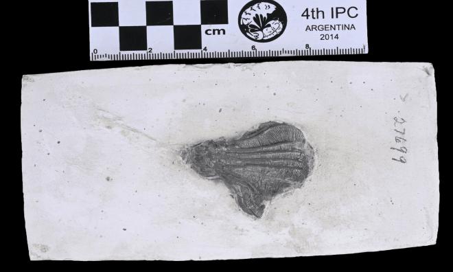 Corocrinus nodosus Kier image