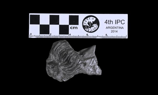 Corocrinus nodosus Kier image