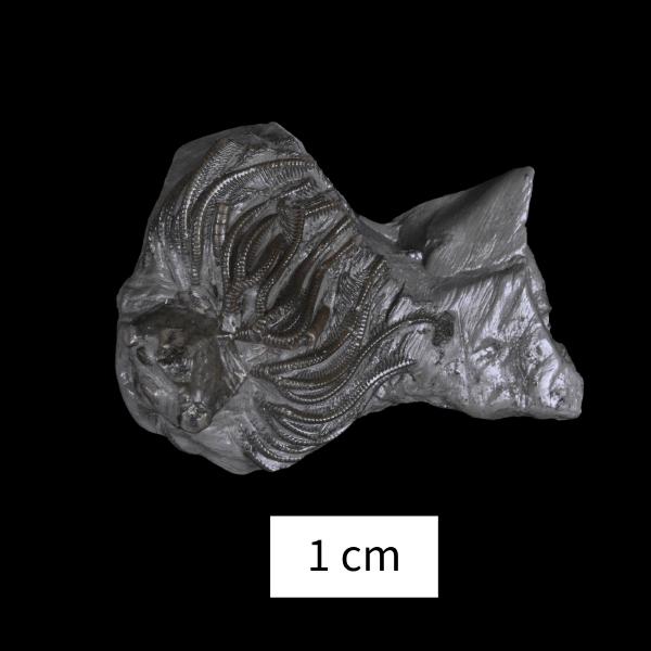 Corocrinus nodosus