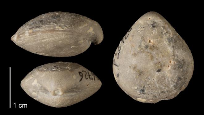 Photograph of fossil of Cranaena thomasi.