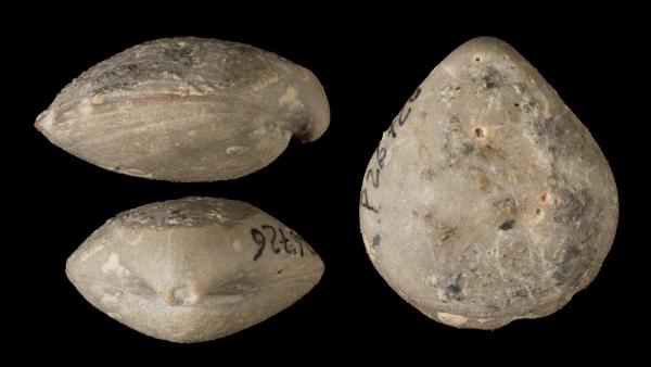 Cranaena thomasi
