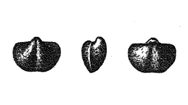 Crurispina nana