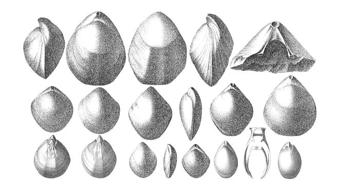 Illustration of Cryptonella planirostris