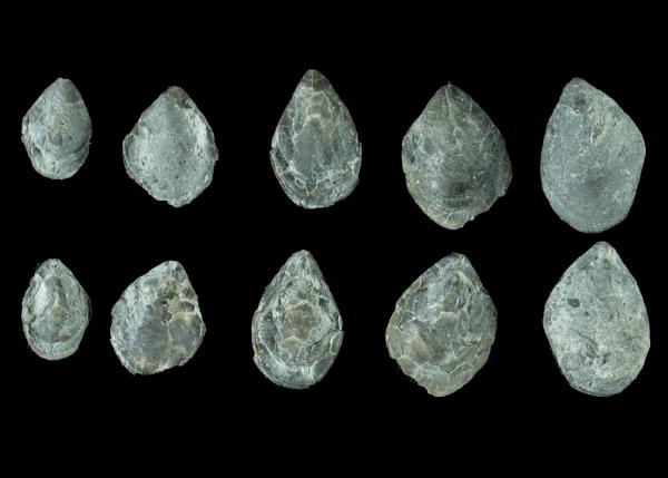 Cryptonella rectirostra