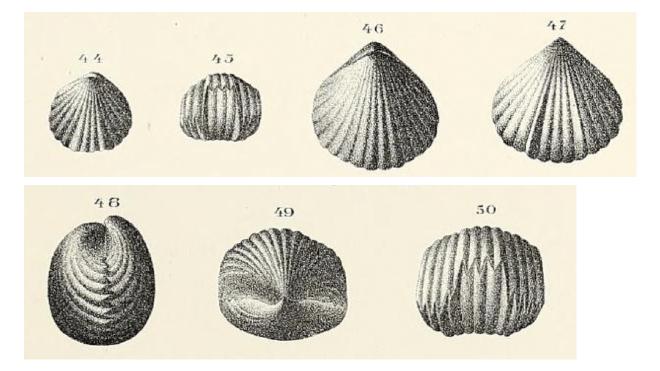 Illustrations of Cupularostrum congregata from Hall (1867)