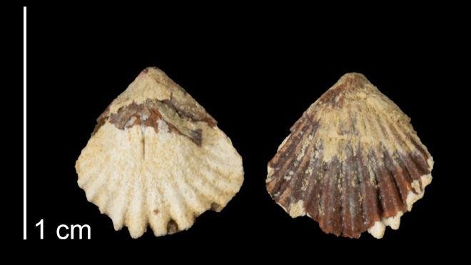 Photograph of fossil of Cupularostrum depressa.