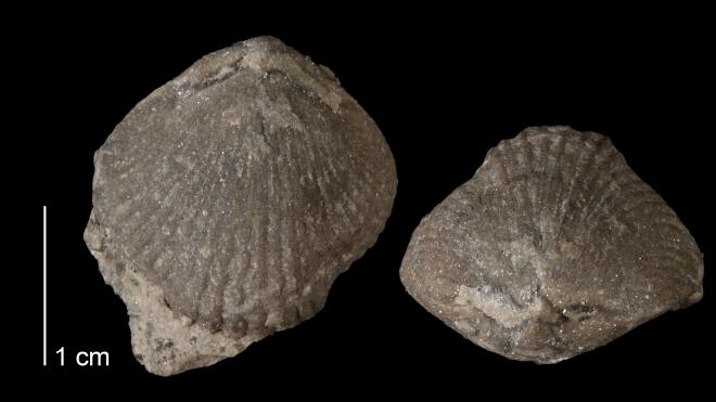Photograph of fossil of Cupularostrum scitulus.