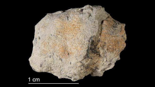 Photograph of fossil of Cyclotrypa collina