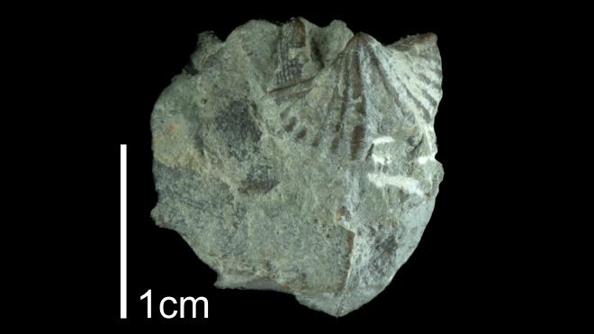 Photograph of Cyrtina hamiltonensis PRI109480