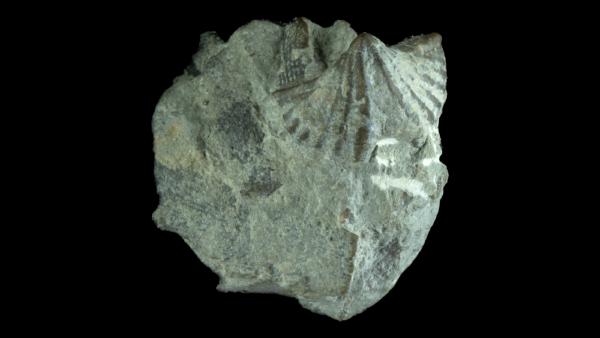 Cyrtina hamiltonensis