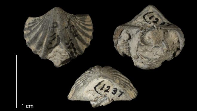Photograph of fossil of Cyrtina triquetra.