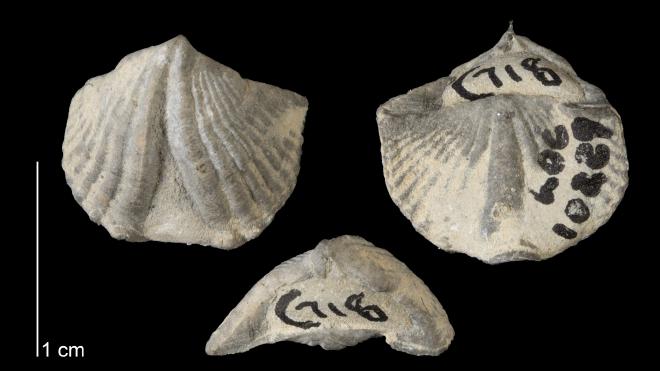 Photograph of fossil of Cyrtina umbonata.