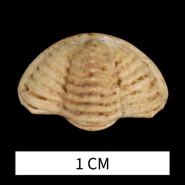 Dechenella canaliculata