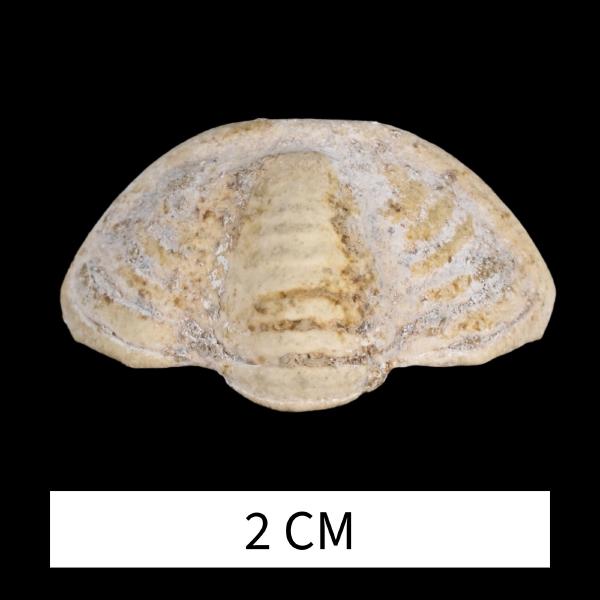Dechenella clara