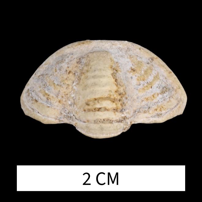 Dechenella clara (Hall, 1861) image