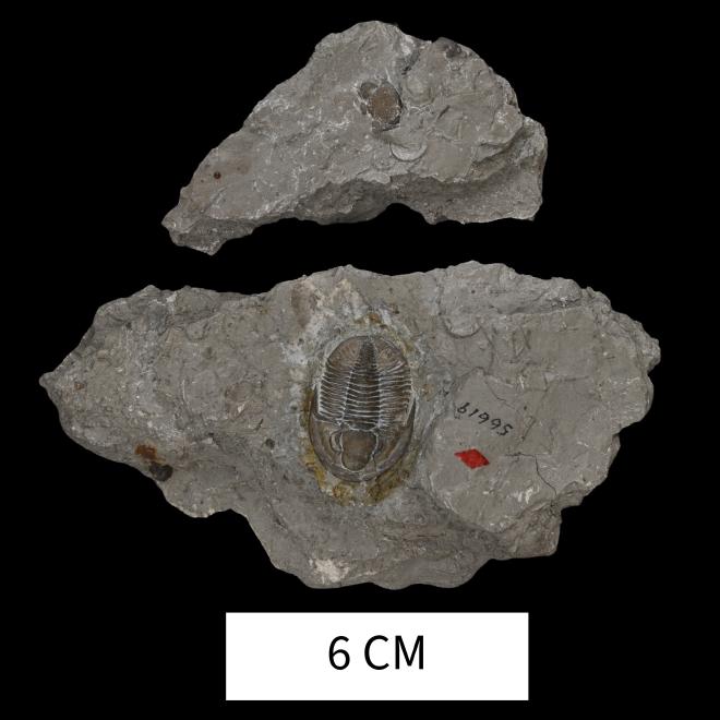 Dechenella lucasensis (Stumm, 1965) image