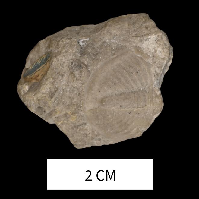 Dechenella planimarginata (Meek, 1873) image