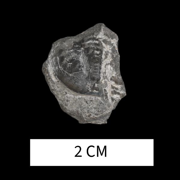 Dechenella pulchra