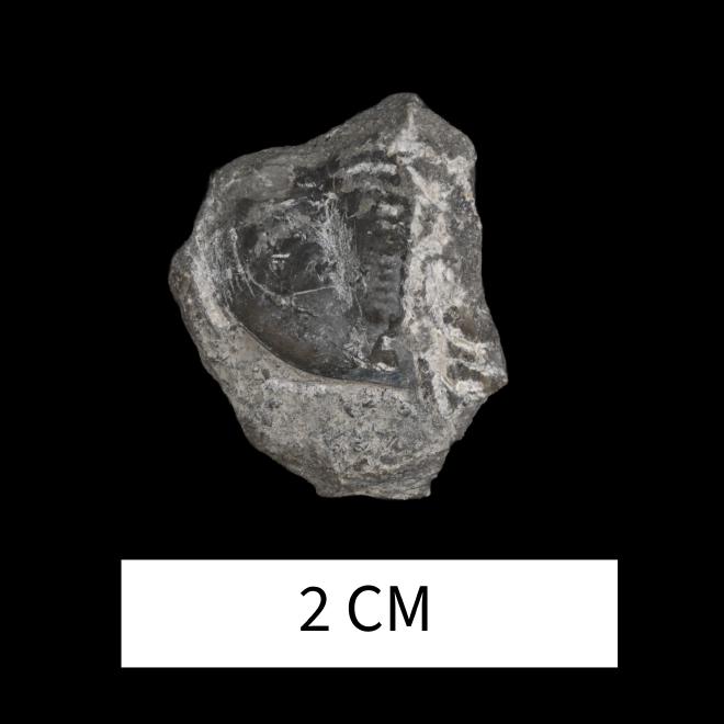 Dechenella pulchra (Stumm, 1965) image