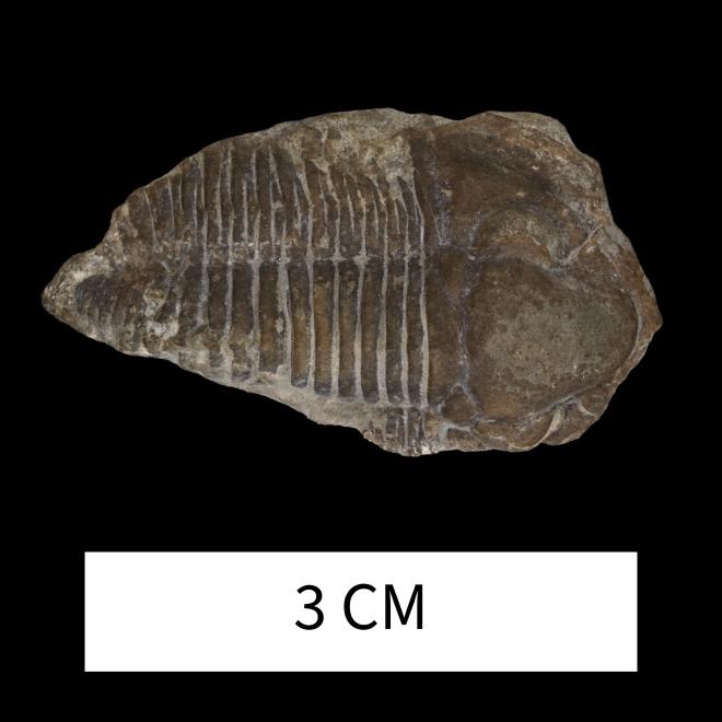 Dechenella reimanni (Stumm, 1953) image