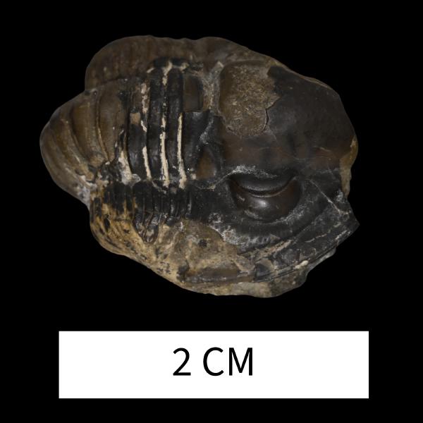 Dechenella rowi