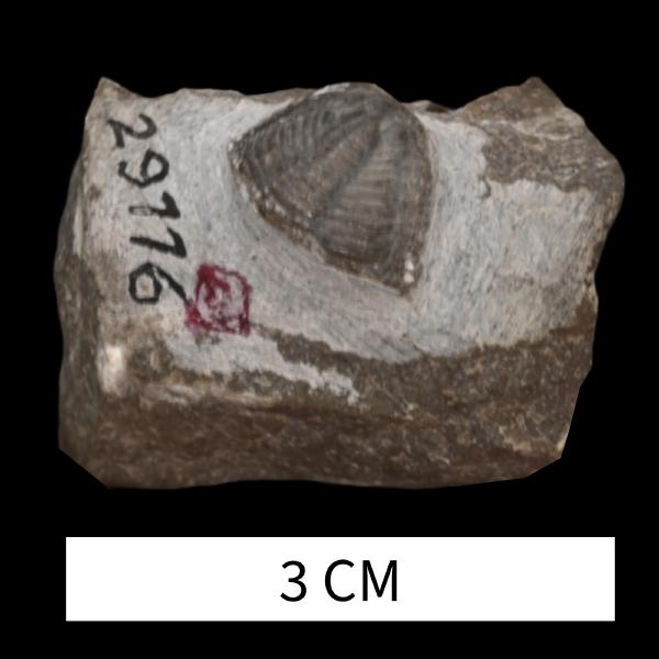Dechenella valentini