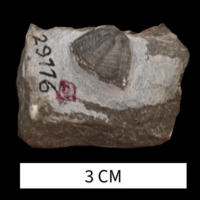 Dechenella valentini (Stumm, 1953) image