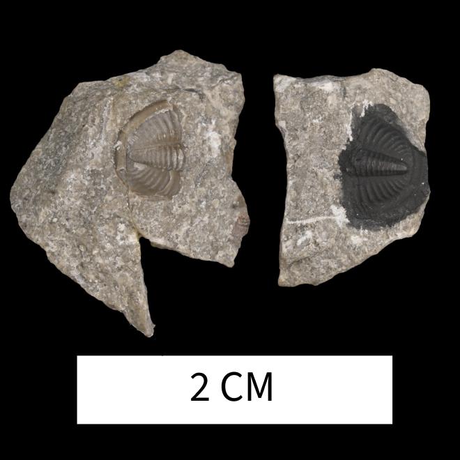 Dechenella welleri (Stauffer, 1909) image