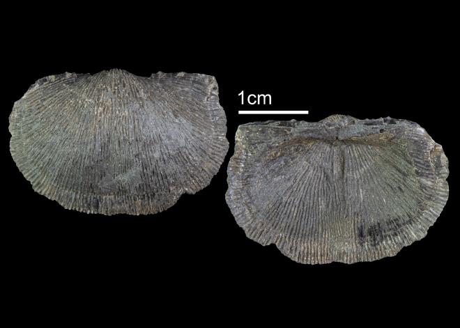 Devonochonetes coronatus PRI104107