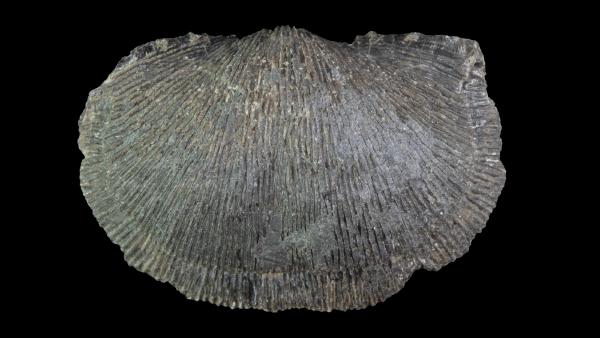 Devonochonetes coronatus