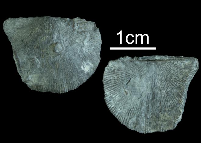 Devonochonetes coronatus PRI109547