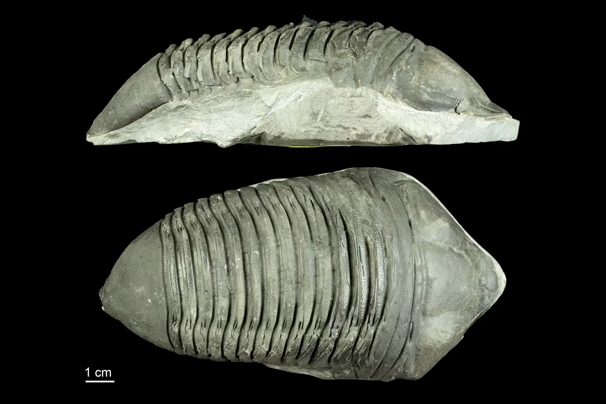 Dipleura dekayi · Devonian Atlas of Ancient Life