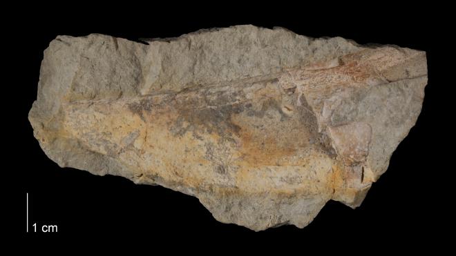Photograph of fossil of Eczematolepis telleri.