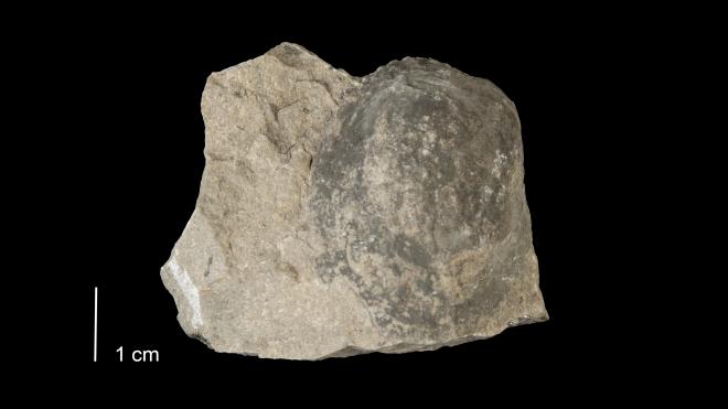 Photograph of fossil of Edmondia fragilis.