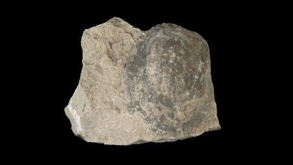 Edmondia fragilis
