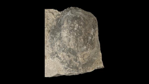 Edmondia fragilis