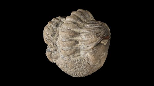 Eldredgeops norwoodensis