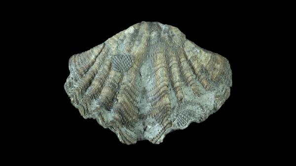 Elita fimbriata