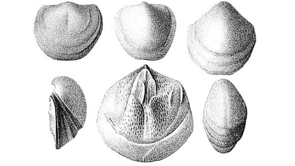 Emanuella praeumbona