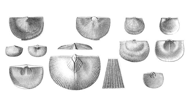 Illustration of Eoschuchertella arctostrata
