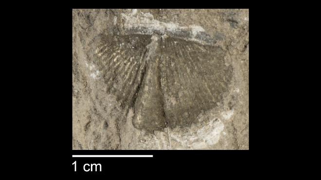 Photograph of fossil of Eosyringothyris occidentalis.