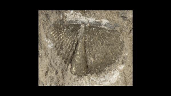 Eosyringothyris occidentalis