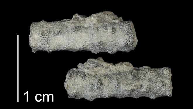 Photograph of fossil of Eridotrypa appressa (MPM P16017)