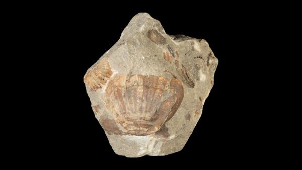 Eumetabolotoechia greeni