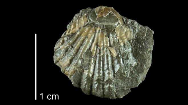 Photograph of Eumetabolotoechia multicostatum PRI109637