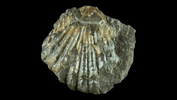 Eumetabolotoechia multicostatum