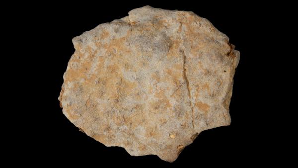 Fistulipora monticulata