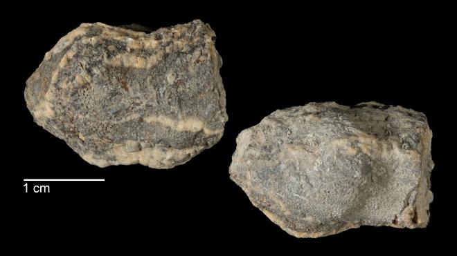 Photograph of fossil of Fistulipora romingeri (P15838)